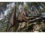 STIHL MS 462 C